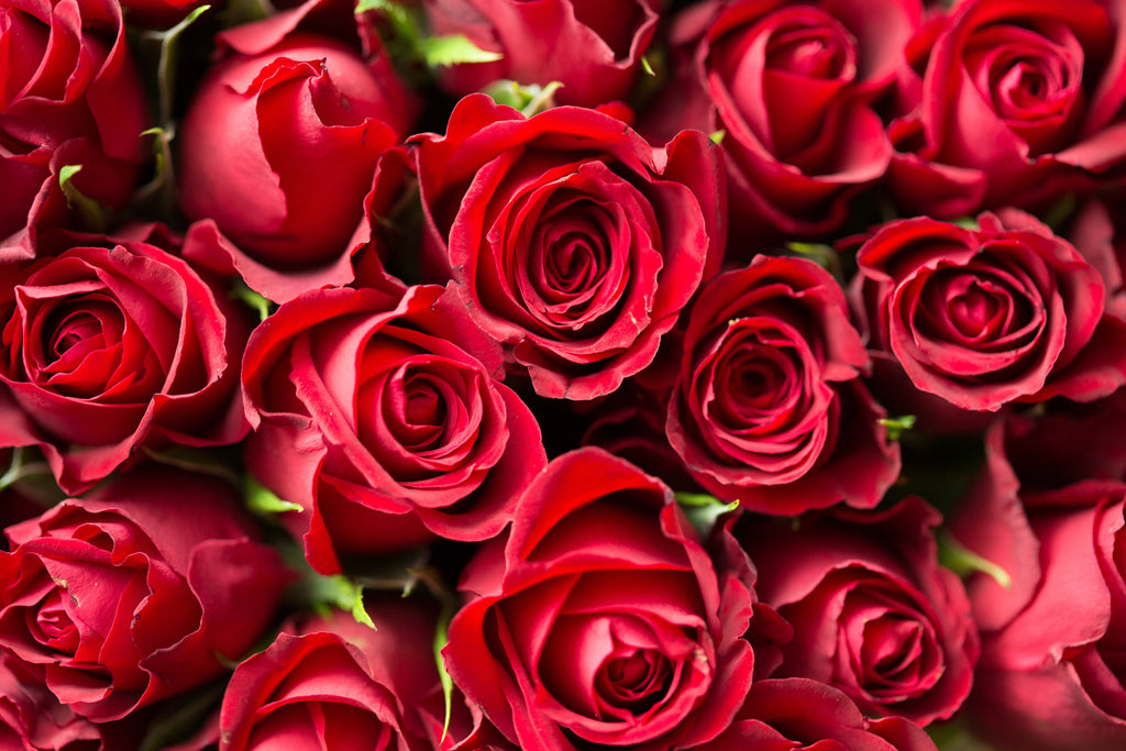 a bunch or red roses filling up the screen