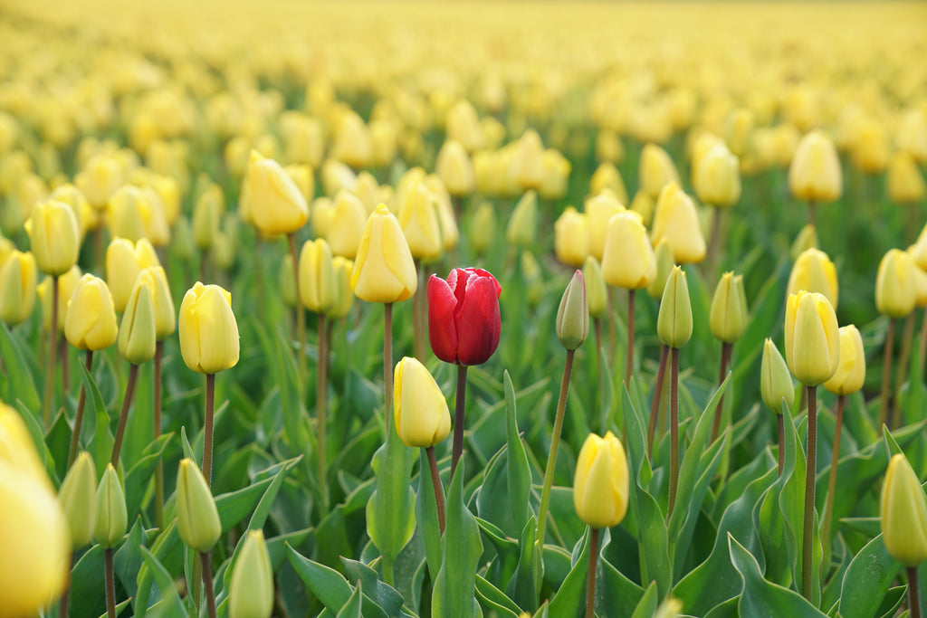 A red tulip stands out against yellow tulips.